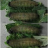 pyr armoricanus larva5 volg23